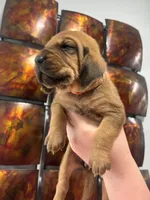 Orange, a female Bloodhound for sale in Midlothian, TX – Photo 2 of 2
