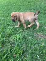 Orange, a female Bloodhound for sale in Midlothian, TX – Photo 1 of 7