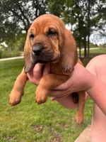 Orange, a female Bloodhound for sale in Midlothian, TX – Photo 4 of 7