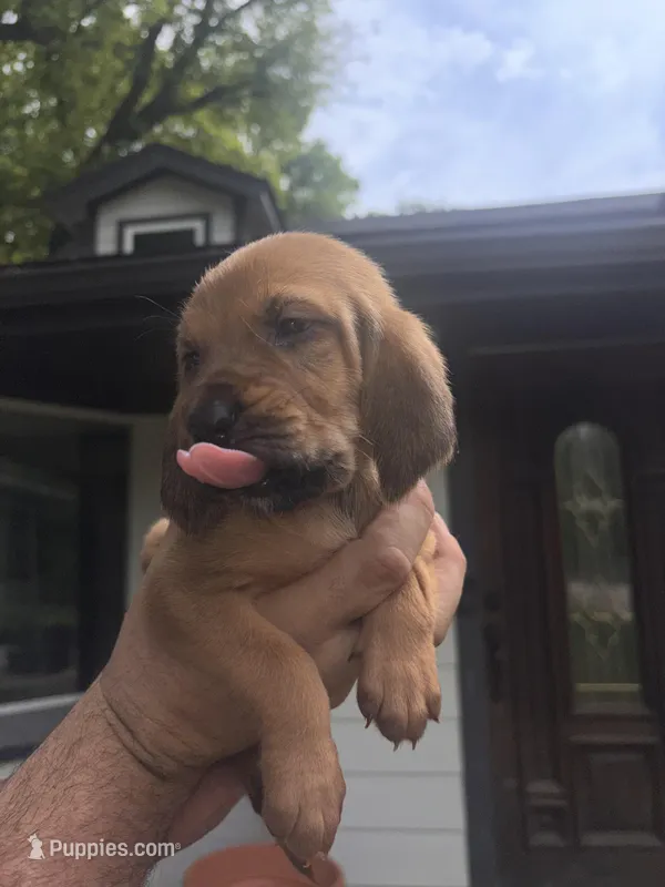 Orange – Bloodhound puppy for sale in Midlothian, TX