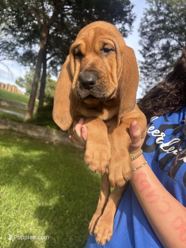 Orange – Bloodhound puppy for sale in Midlothian, TX