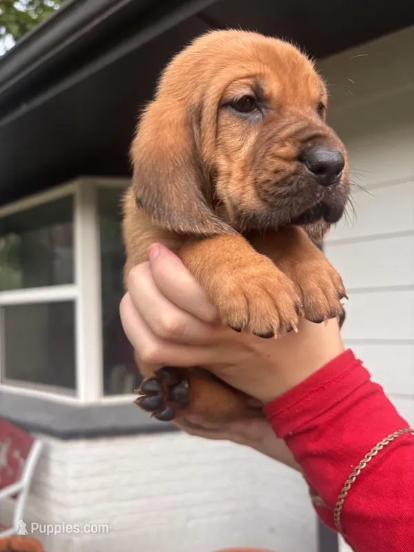 Orange – Bloodhound puppy for sale in Midlothian, TX