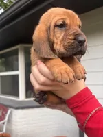 Orange, a female Bloodhound for sale in Midlothian, TX – Photo 5 of 7