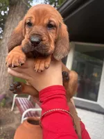 Orange, a female Bloodhound for sale in Midlothian, TX – Photo 6 of 7