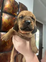 Orange, a female Bloodhound for sale in Midlothian, TX – Photo 1 of 2