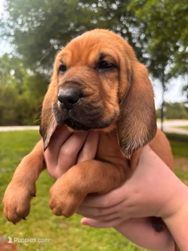 Orange – Bloodhound puppy for sale in Midlothian, TX