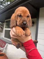 Orange, a female Bloodhound for sale in Midlothian, TX – Photo 7 of 7