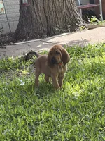 Orange, a female Bloodhound for sale in Midlothian, TX – Photo 2 of 7