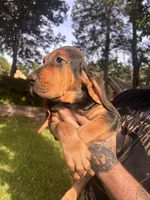 Blue, a male Bloodhound for sale in Midlothian, TX – 3 of 8