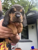 Blue, a male Bloodhound for sale in Midlothian, TX – Photo 10 of 10