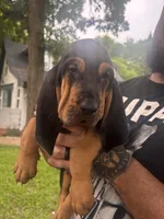 Blue, a male Bloodhound for sale in Midlothian, TX – Photo 4 of 10