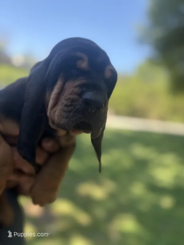 Blue – Bloodhound puppy for sale in Midlothian, TX
