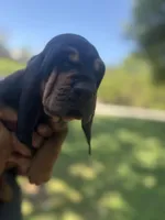 Blue, a male Bloodhound for sale in Midlothian, TX – Photo 5 of 10