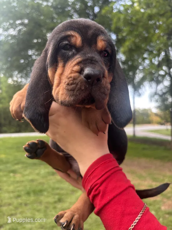 Blue – Bloodhound puppy for sale in Midlothian, TX