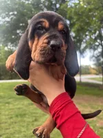 Blue, a male Bloodhound for sale in Midlothian, TX – Photo 7 of 10