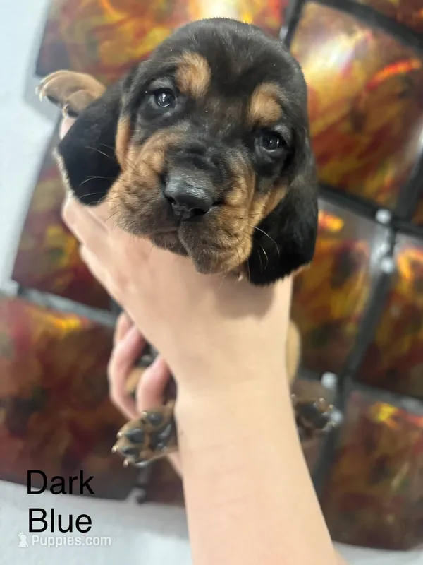 Blue – Bloodhound puppy for sale in Midlothian, TX