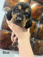 Blue, a male Bloodhound for sale in Midlothian, TX – Photo 1 of 2