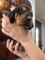 Blue, a male Bloodhound for sale in Midlothian, TX – Photo 2 of 2