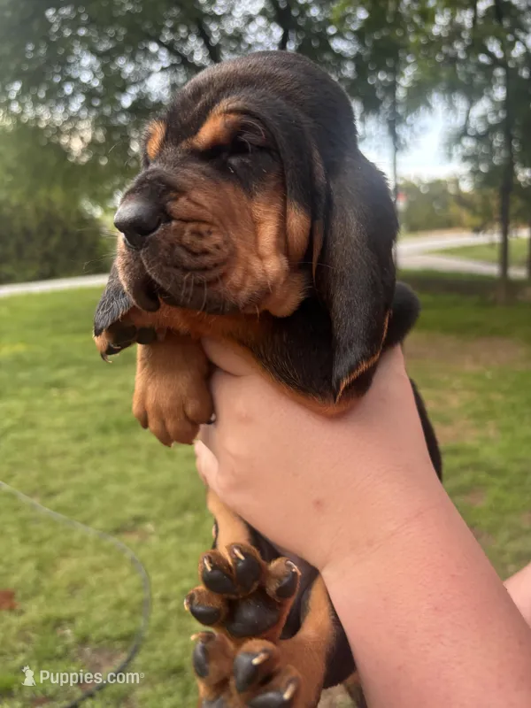Blue – Bloodhound puppy for sale in Midlothian, TX