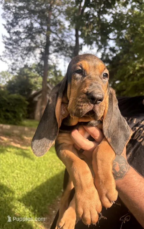 Blue – Bloodhound puppy for sale in Midlothian, TX
