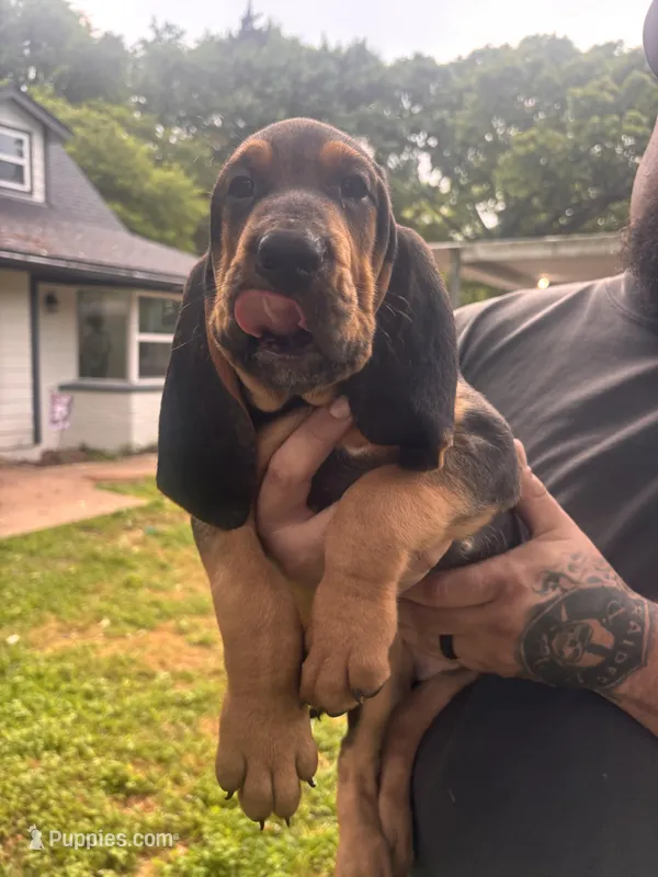 Blue – Bloodhound puppy for sale in Midlothian, TX