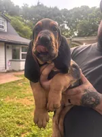 Blue, a male Bloodhound for sale in Midlothian, TX – Photo 1 of 10