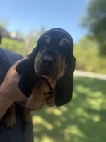 Blue, a male Bloodhound for sale in Midlothian, TX – Photo 6 of 10