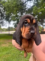 Blue, a male Bloodhound for sale in Midlothian, TX – Photo 8 of 10