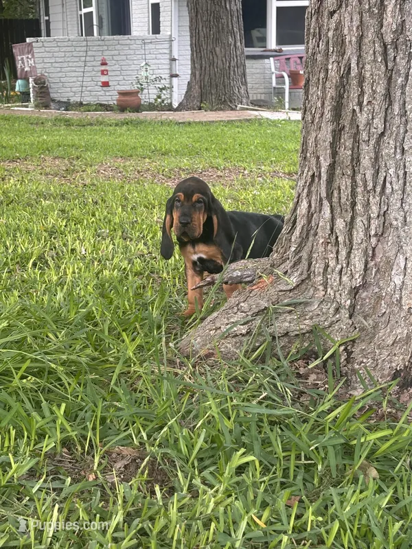 Blue – Bloodhound puppy for sale in Midlothian, TX