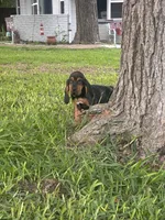 Blue, a male Bloodhound for sale in Midlothian, TX – Photo 3 of 10