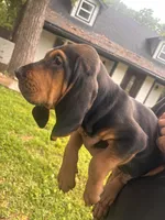 Blue, a male Bloodhound for sale in Midlothian, TX – Photo 2 of 10