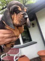 Blue, a male Bloodhound for sale in Midlothian, TX – Photo 9 of 10