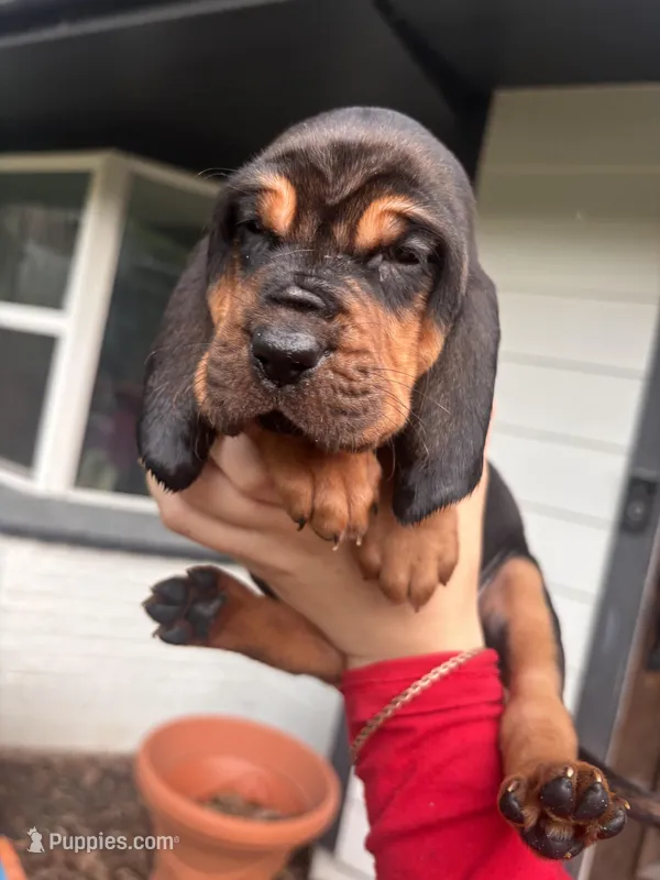 Green – Bloodhound puppy for sale in Midlothian, TX