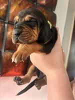 Green, a female Bloodhound for sale in Midlothian, TX – Photo 1 of 3