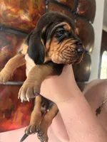 Green, a female Bloodhound for sale in Midlothian, TX – Photo 3 of 3