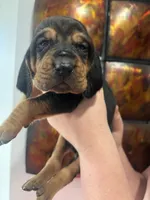 Green, a female Bloodhound for sale in Midlothian, TX – Photo 2 of 3