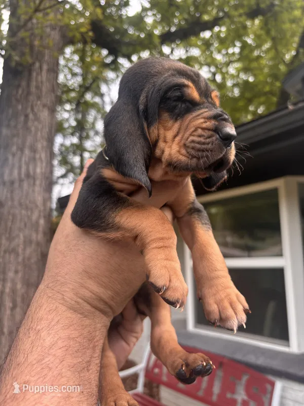 Green – Bloodhound puppy for sale in Midlothian, TX