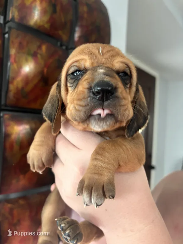 Light pink – Bloodhound puppy for sale in Midlothian, TX