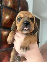 Light pink, a female Bloodhound for sale in Midlothian, TX – Photo 1 of 3