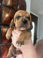 Light pink, a female Bloodhound for sale in Midlothian, TX – Photo 3 of 3