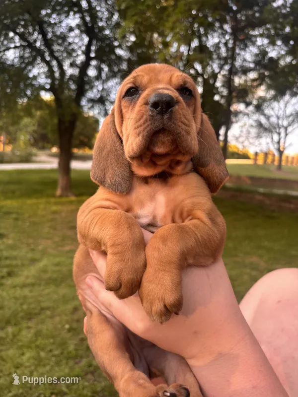 Light pink – Bloodhound puppy for sale in Midlothian, TX