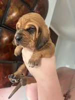 Light pink, a female Bloodhound for sale in Midlothian, TX – Photo 2 of 3