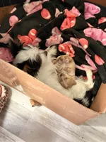 CiCi, a female Yorkshire Terrier for sale in Ocala, FL – 4 of 7
