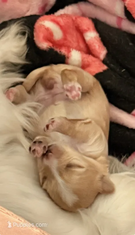 CiCi – Yorkshire Terrier puppy for sale in Ocala, FL