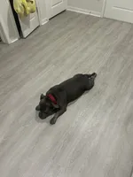 BLUE, a male American Bully for sale in Orlando, FL – 8 of 10