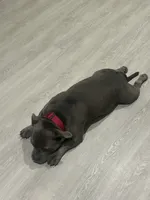BLUE, a male American Bully for sale in Orlando, FL – 7 of 10