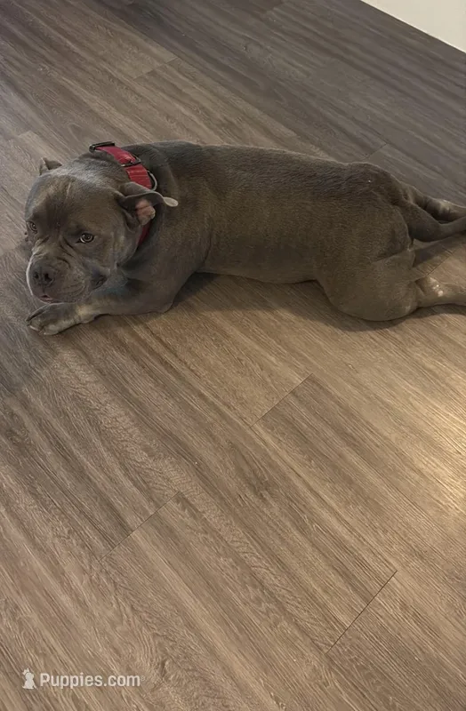 BLUE – American Bully puppy for sale in Orlando, FL