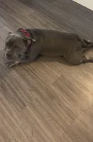 BLUE, a male American Bully for sale in Orlando, FL – 1 of 10