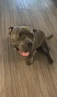 BLUE, a male American Bully for sale in Orlando, FL – 9 of 10