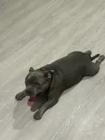 BLUE, a male American Bully for sale in Orlando, FL – 6 of 10